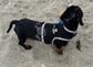 Made-to-Measure Dachshund Harness: Rub-Free Spacer Mesh, Custom Trim