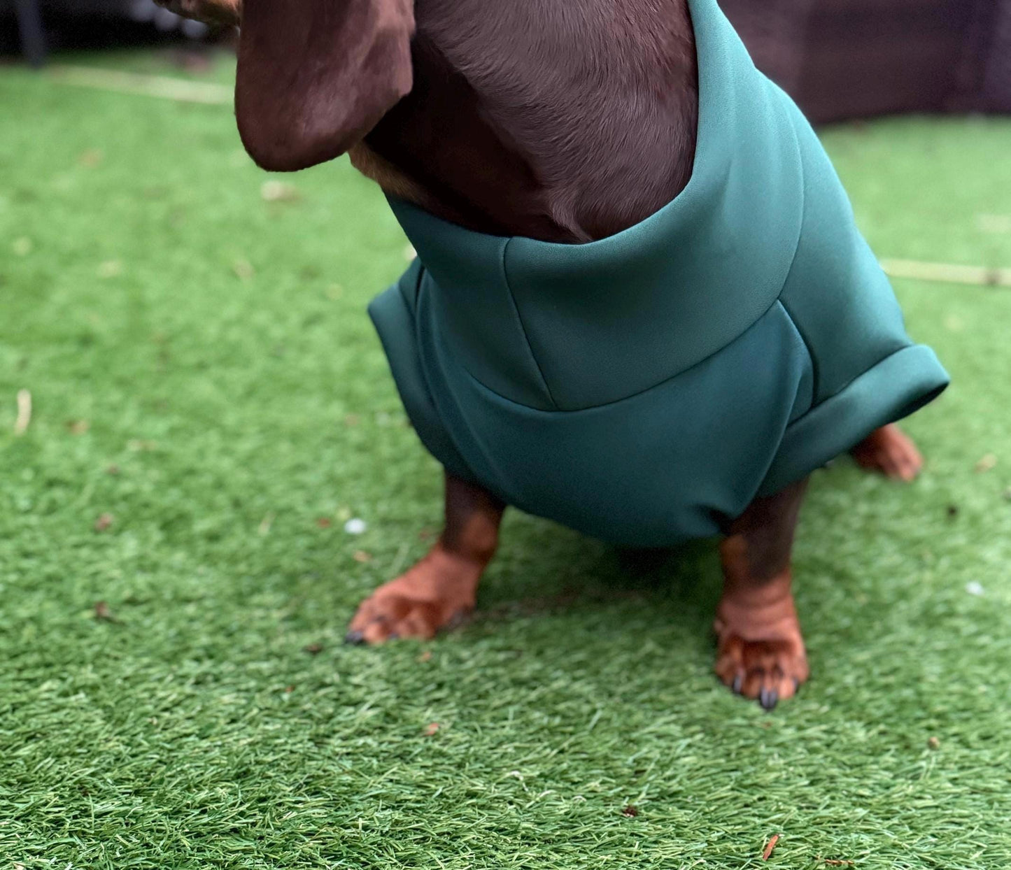 Dachshund neoprene jumper with water resistant belly panel