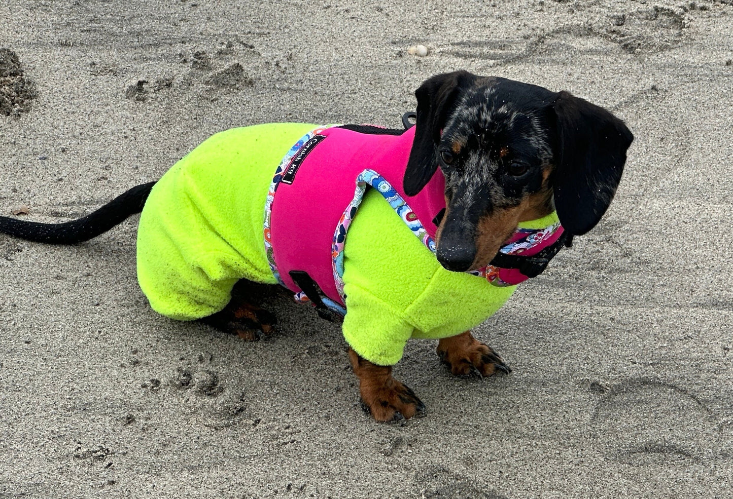 Dachshund made to measure Neoprene Dog Harness: No-Rub Comfort Vest