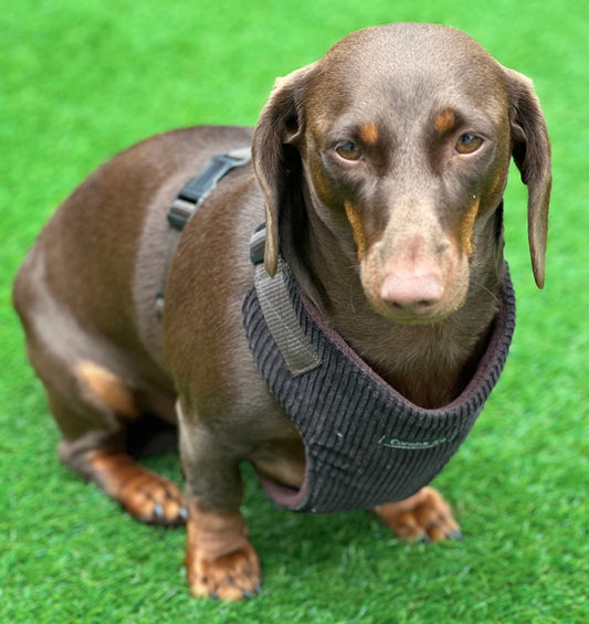 Corduroy Dachshund Harness: Fleece Lined, No-Choke Design