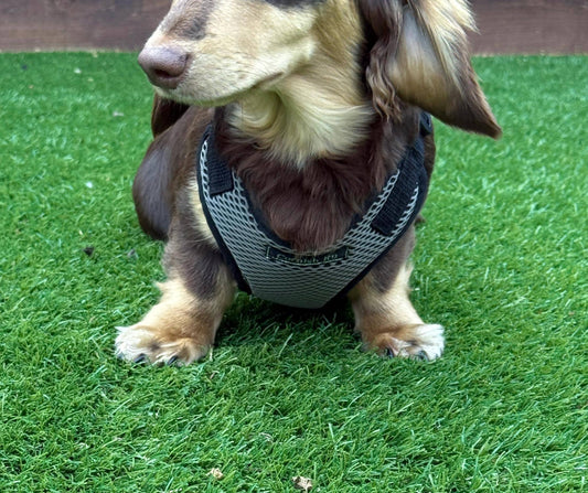 Dachshund spacer  harness,padded dog harness,no choke harness,chest harness, harness
