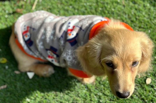 Dachshund Christmas jumper ,dog jumper ,breathable dog jumper, dog jacket,washable dog jumper,Water & Mud Repellent dog suit