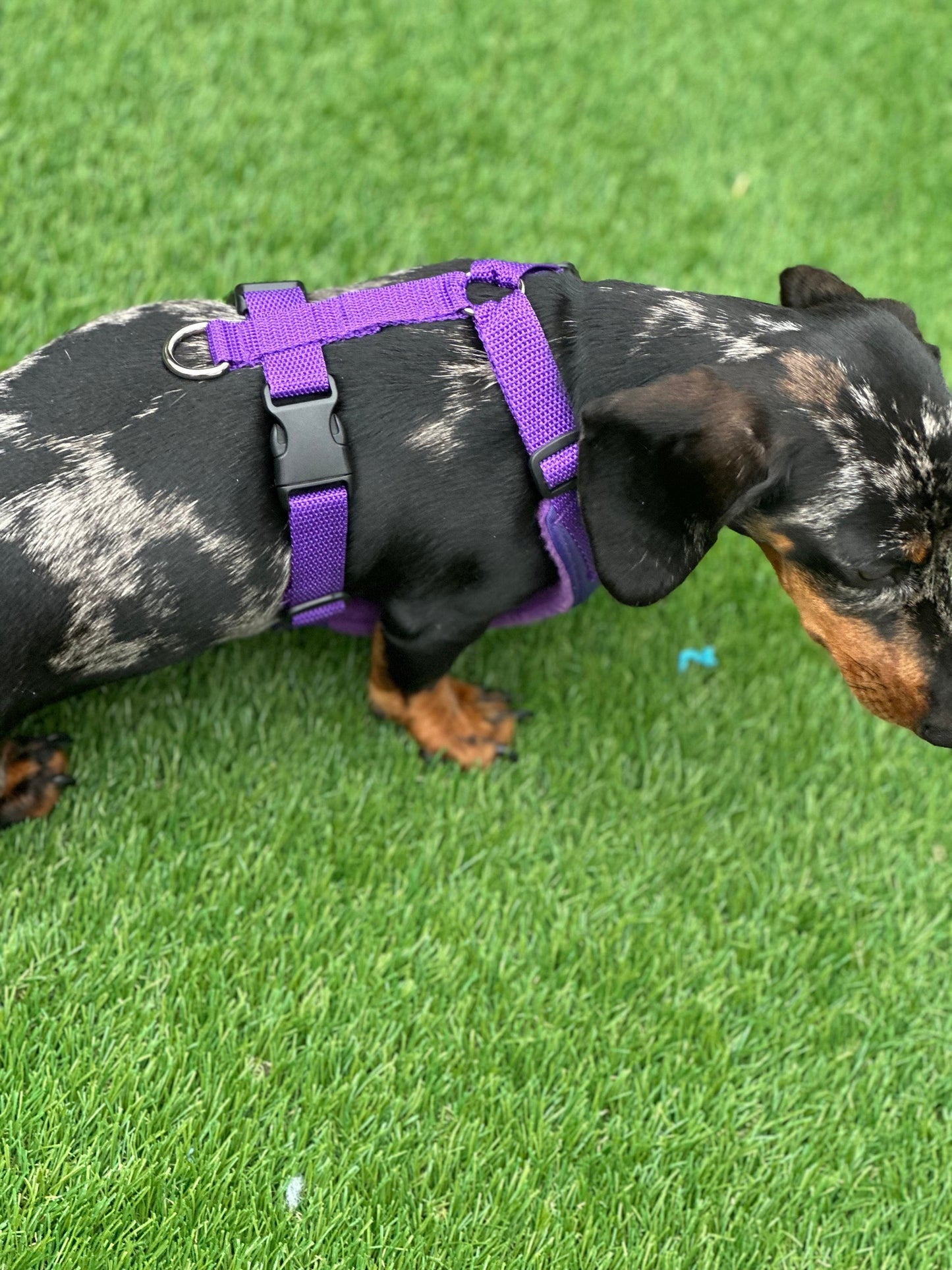Dachshund Quilted Dog Harness: Padded Fleece Lined, Waterproof, No-Choke