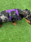 Dachshund Quilted Dog Harness: Padded Fleece Lined, Waterproof, No-Choke