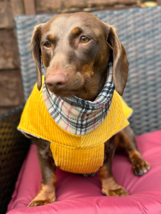 Corduroy Dachshund Coat: Fleece Lined Dog Jacket
