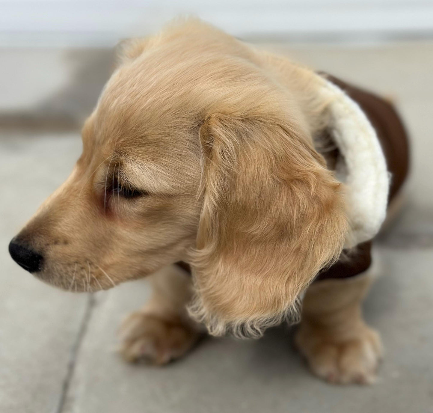 Waterproof Dachshund Coat: Sherpa Fleece Lined, Hideaway Harness Hole