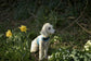 Waterproof Dog Harness: Fleece Lined, No-Rub Design, Made to Measure