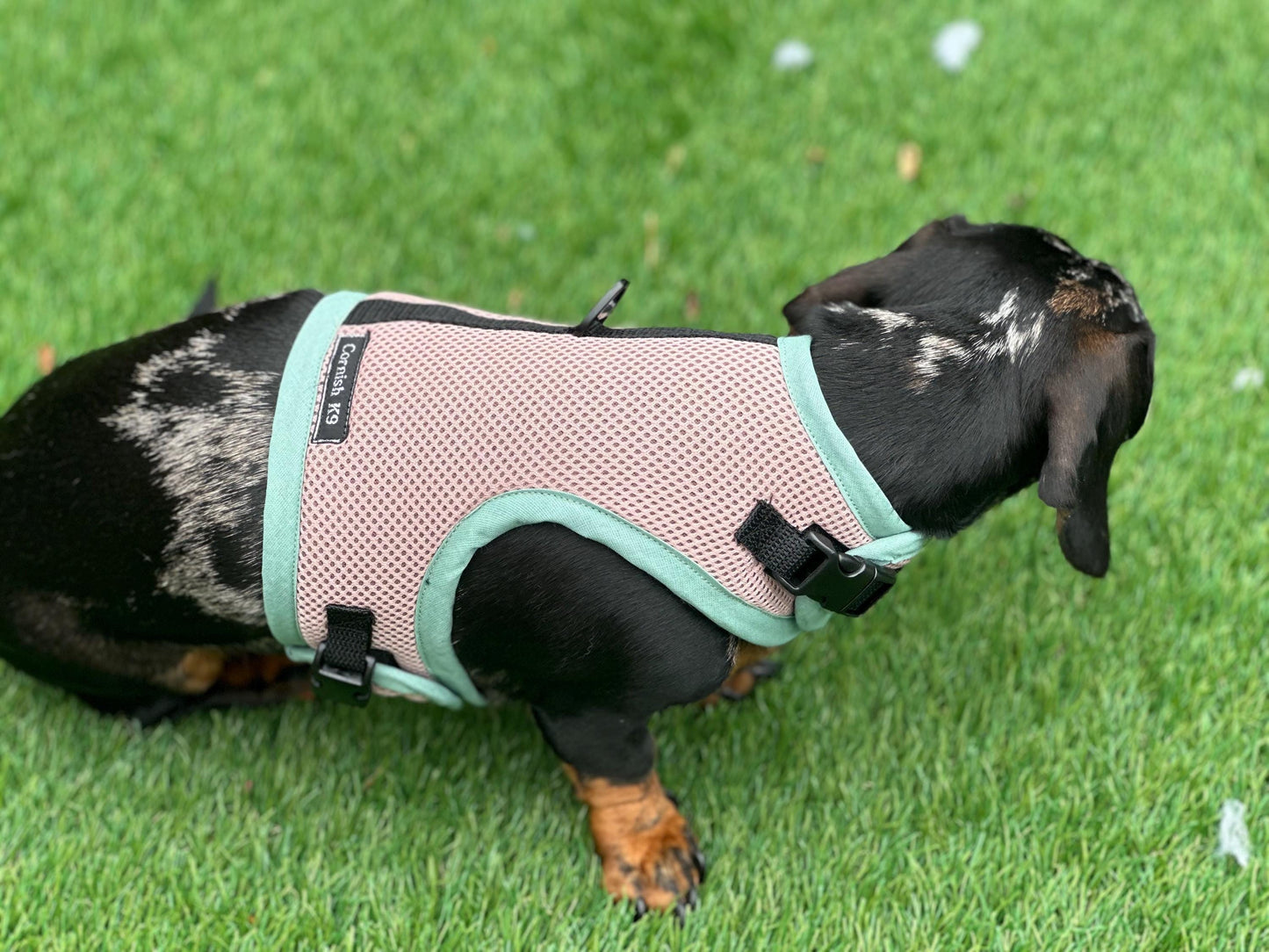 Dachshund harness ,dog harness ,dachshund dog vest ,no arm pit rub harness,rub free harness