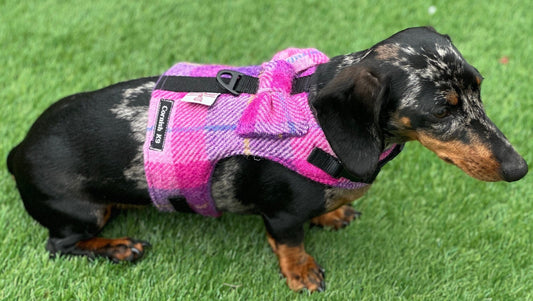 Harris Tweed Dachshund Harness: Fleece Lined Dog Vest with Bow