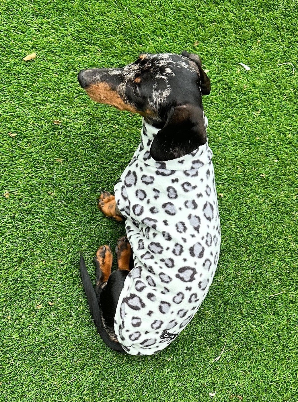 Leopard Print Dachshund Fleece Jumper: Water Repellent Dog Suit