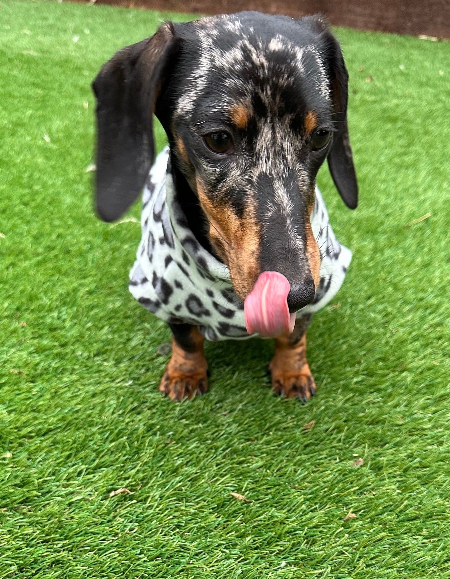 Leopard Print Dachshund Fleece Jumper: Water Repellent Dog Suit