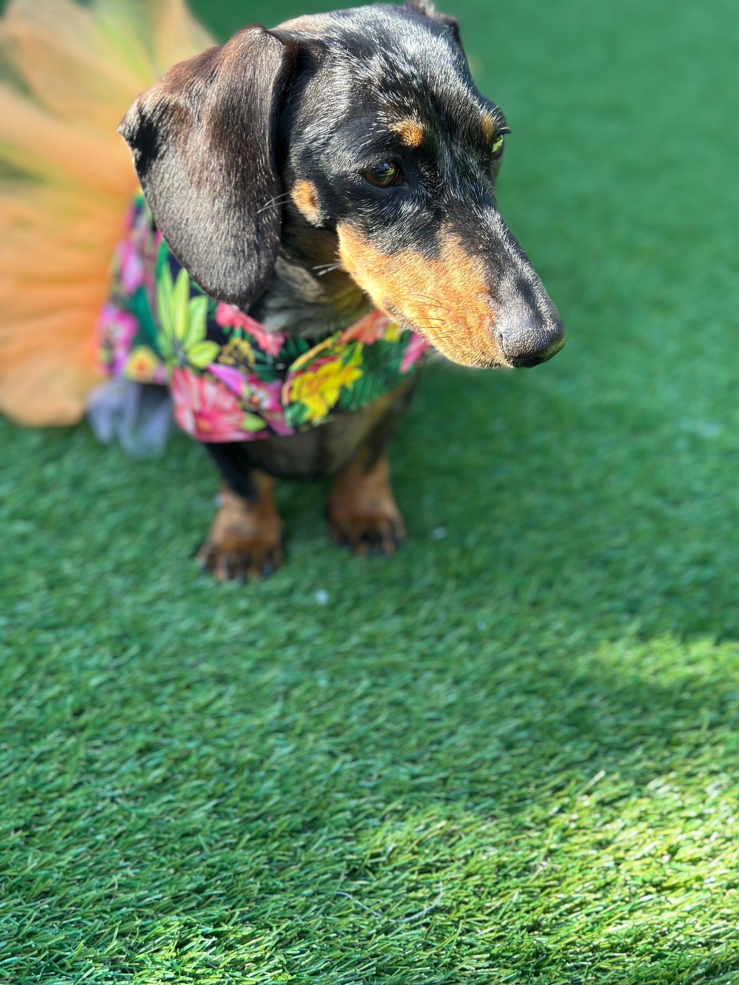 Dachshund Tutu Dog Dress: Handmade Cotton Party Outfit