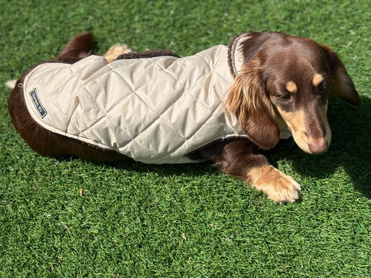 Waterproof Quilted Dachshund Coat: Sherpa Fleece Lined, Windproof