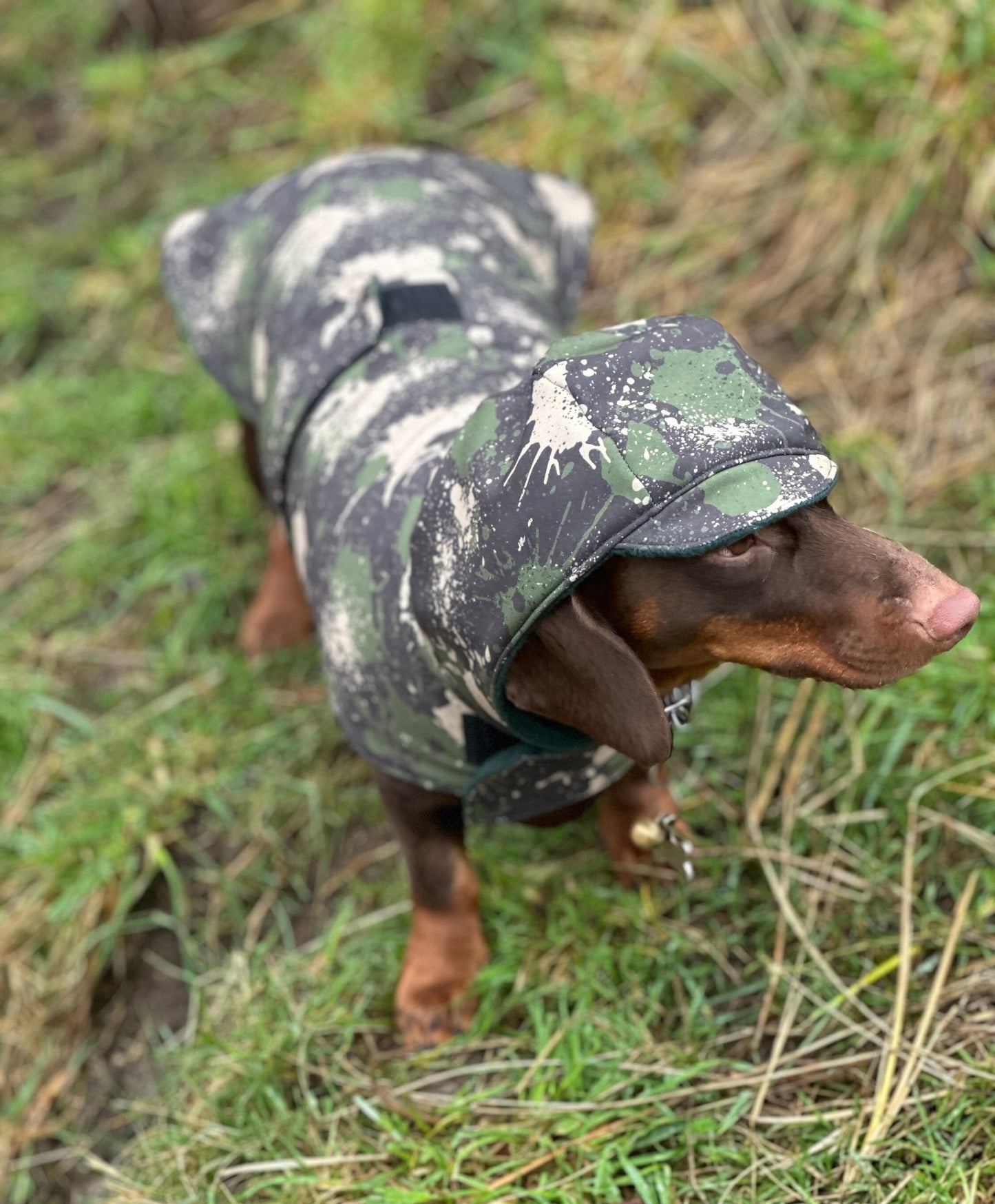 Waterproof Dachshund Softshell Dog Coat: Fleece Lined, Windproof
