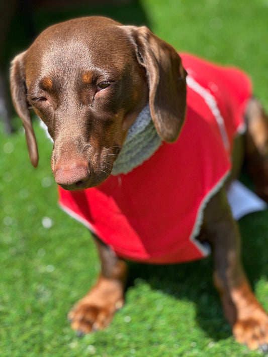 Waterproof Cordura Dachshund Coat: Sherpa Fleece Lined, Reflective Paw Prints