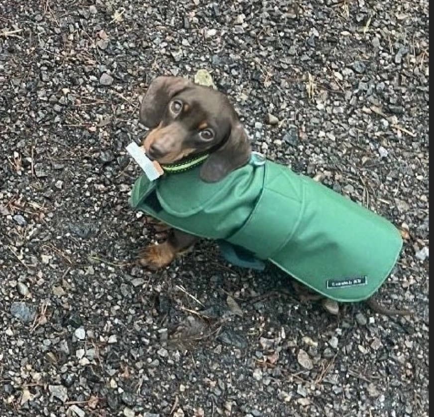 Made to Measure Waterproof Dachshund Dog Coat: Fleece Lined Winter Wear
