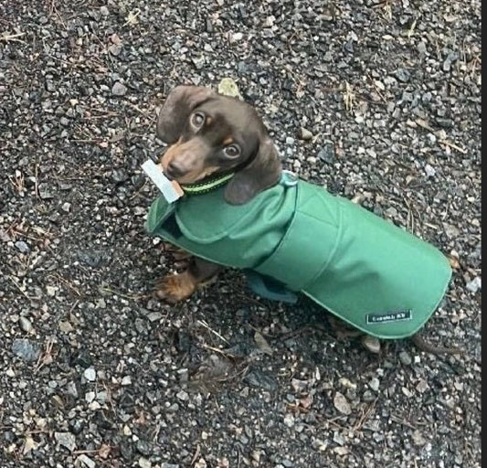 Made to Measure Waterproof Dachshund Dog Coat: Fleece Lined Winter Wear