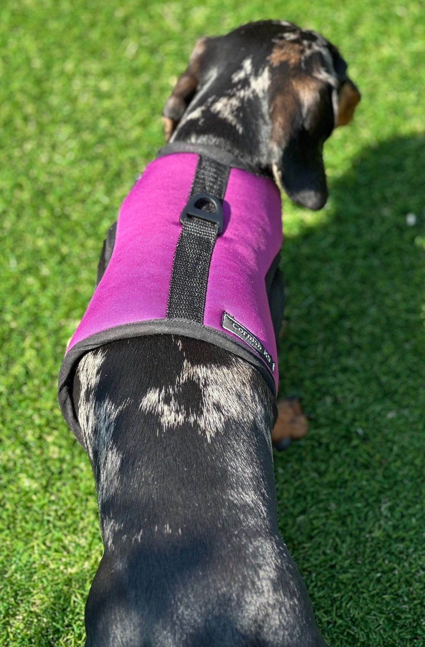 Dachshund made to measure Neoprene Dog Harness: No-Rub Comfort Vest