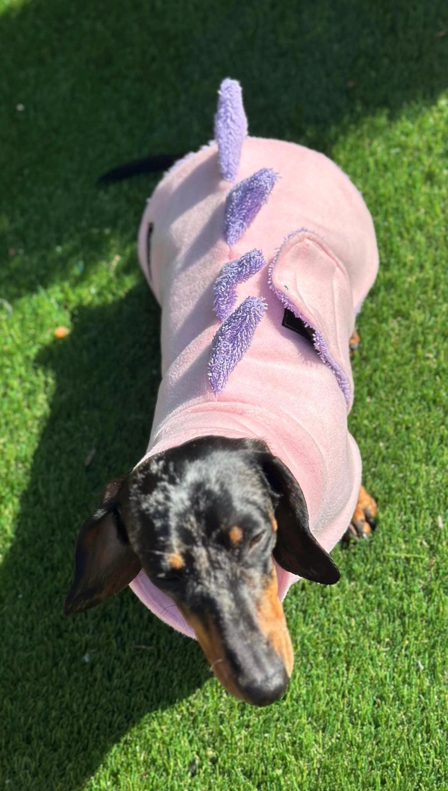 Dachshund Dino Fleece Dog Drying Coat: Absorbent Cotton Terry Lined