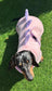 Dachshund Dino Fleece Dog Drying Coat: Absorbent Cotton Terry Lined
