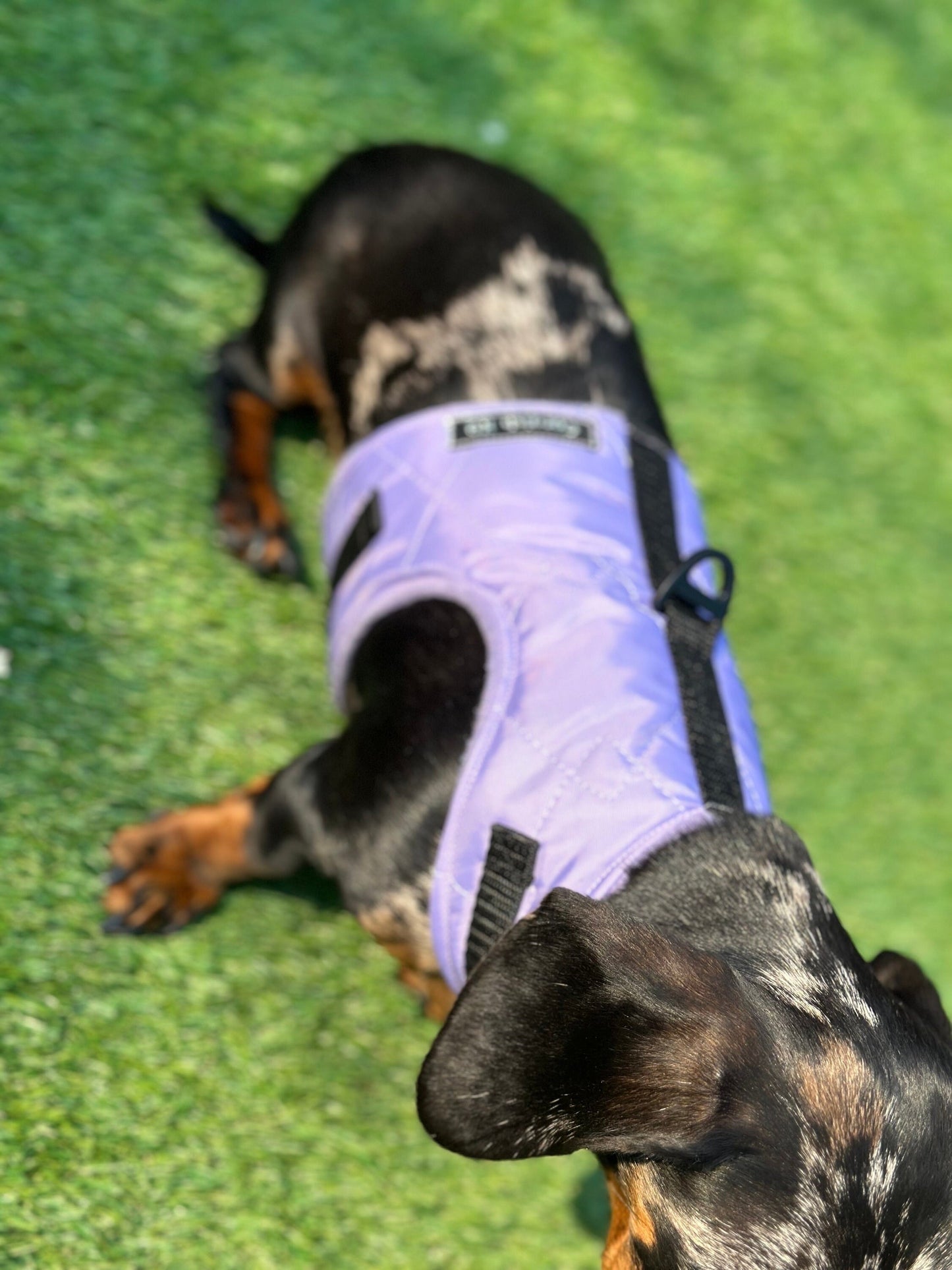 Waterproof Quilted Dachshund Harness: Fleece Lined, No-Rub Design