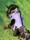 Waterproof Quilted Dachshund Harness: Fleece Lined, No-Rub Design