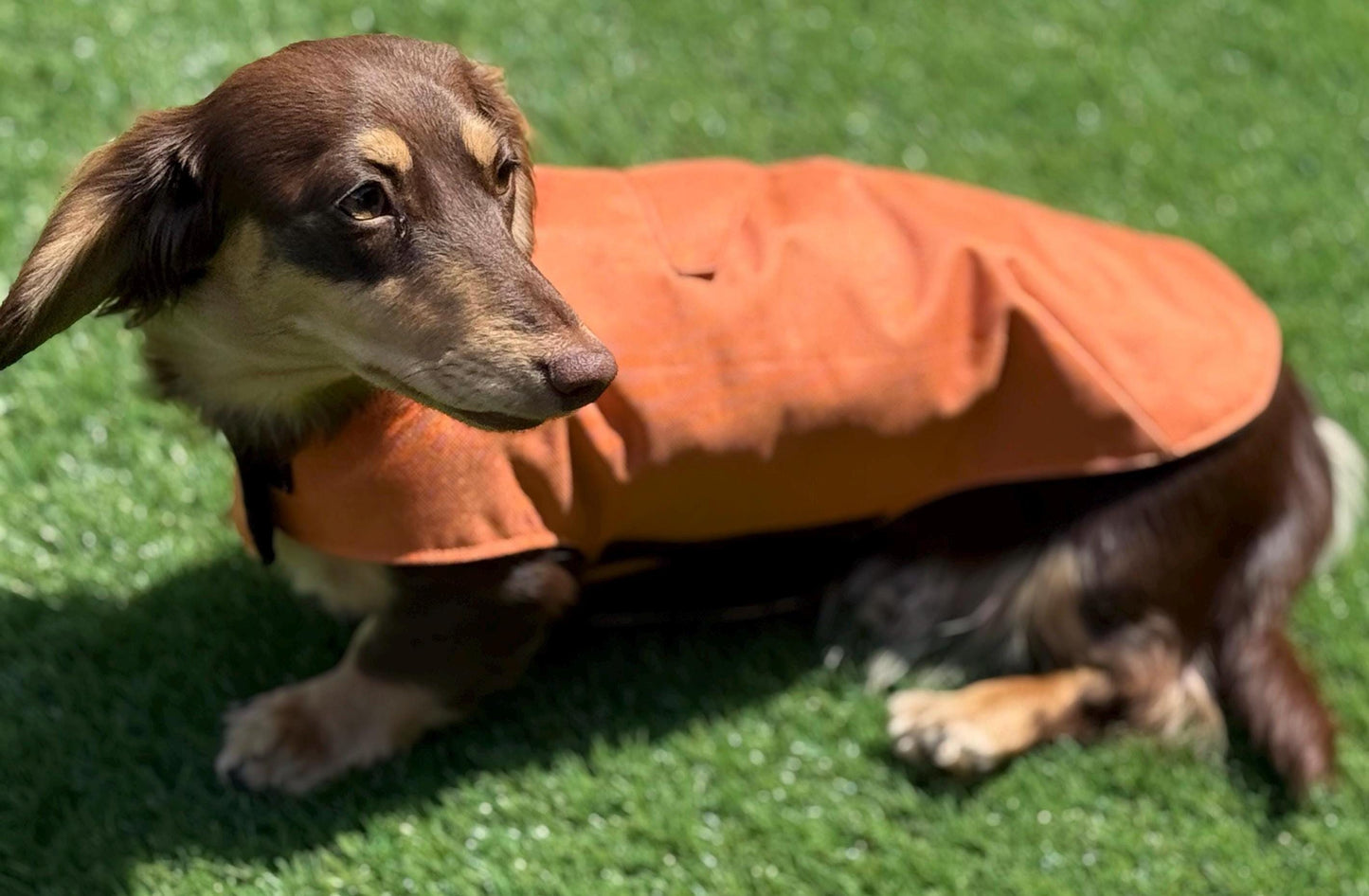 Waterproof Dachshund Winter Coat: Fleece Lined, Harness Hole