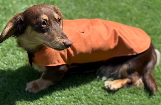 Waterproof Dachshund Winter Coat: Fleece Lined, Harness Hole