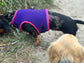 Dachshund harness ,dog harness ,dachshund dog vest ,no arm pit rub harness,rub free harness