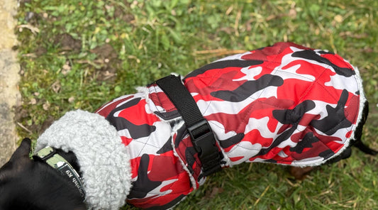 Waterproof Quilted Dachshund Coat: Sherpa Fleece Lined Winter Dog Coat