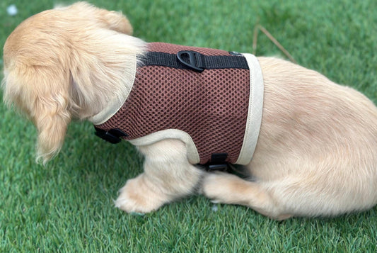Dachshund harness ,dog harness ,dachshund dog vest , rub free harness