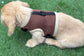 Dachshund harness ,dog harness ,dachshund dog vest , rub free harness