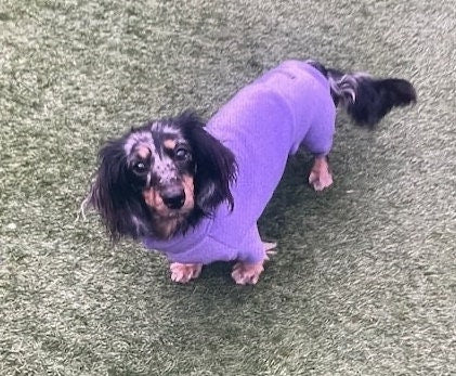 Miniature Dachshund Fleece Onesie: Water Repellent Dog Jumpsuit