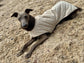 Italian greyhound quilted waterproof coat, dog coat ,winter ltalian greyhound coat, iggy coat,luxury winter coat