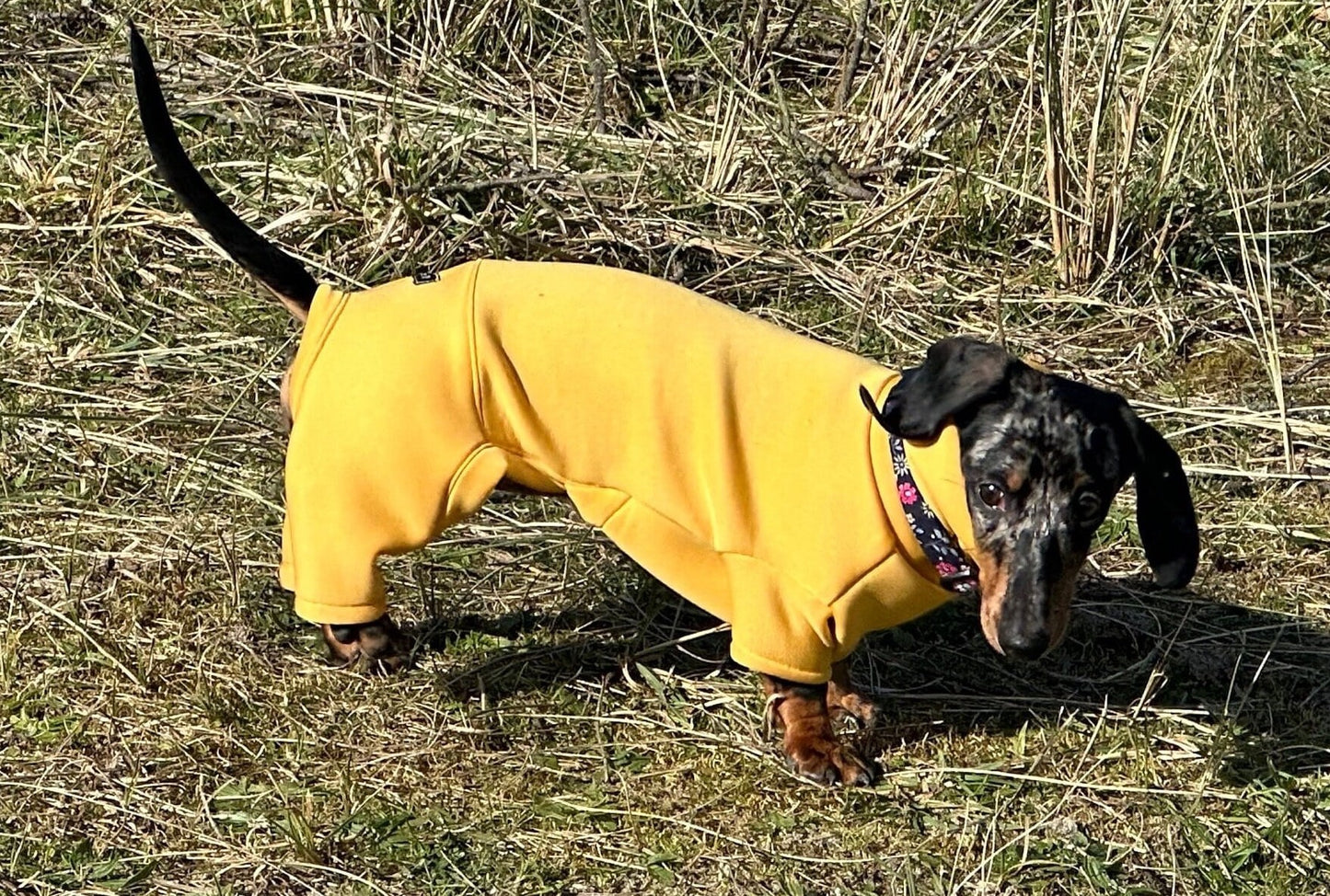 Mini Dachshund Neoprene Onesie: Stretchy Dog Jumpsuit