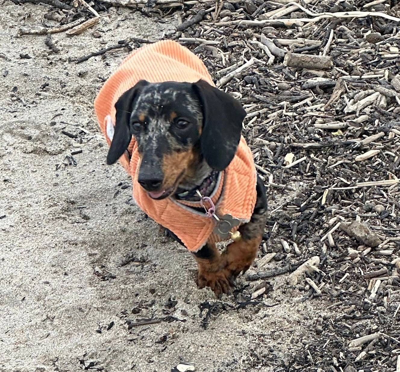 Corduroy Dachshund Coat: Fleece Lined Dog Jacket with Harness Hole
