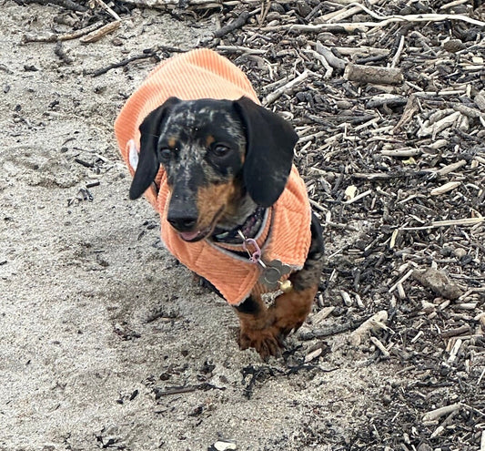 Corduroy Dachshund Coat: Fleece Lined Dog Jacket with Harness Hole