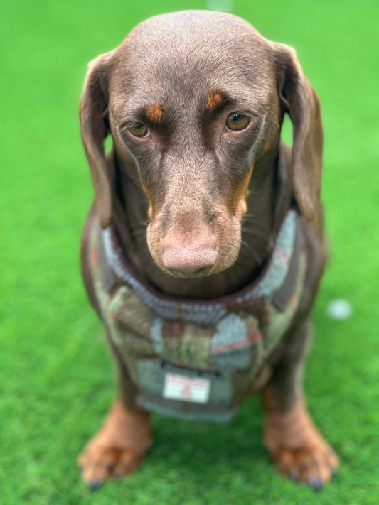 Harris Tweed Dachshund Harness: Padded Fleece, No-Choke Design
