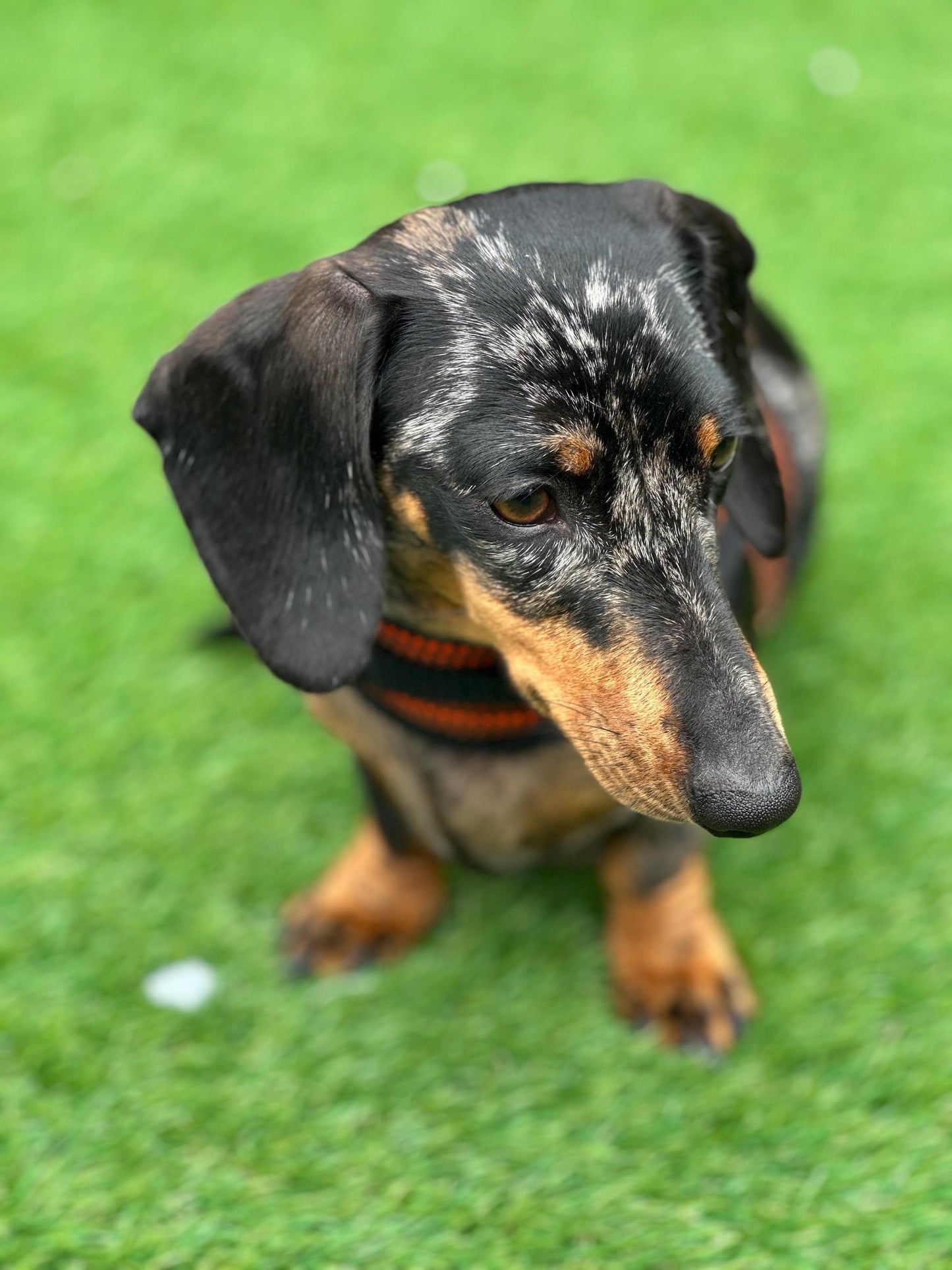 Dachshund harness ,dog harness ,dachshund dog vest ,no arm pit rub harness,rub free harness