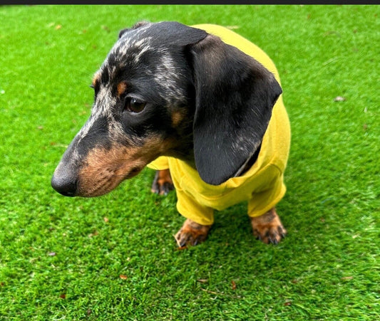 Bamboo Dog Onesie: Anti-Allergy Cooling Jumpsuit, Dachshund Pajamas