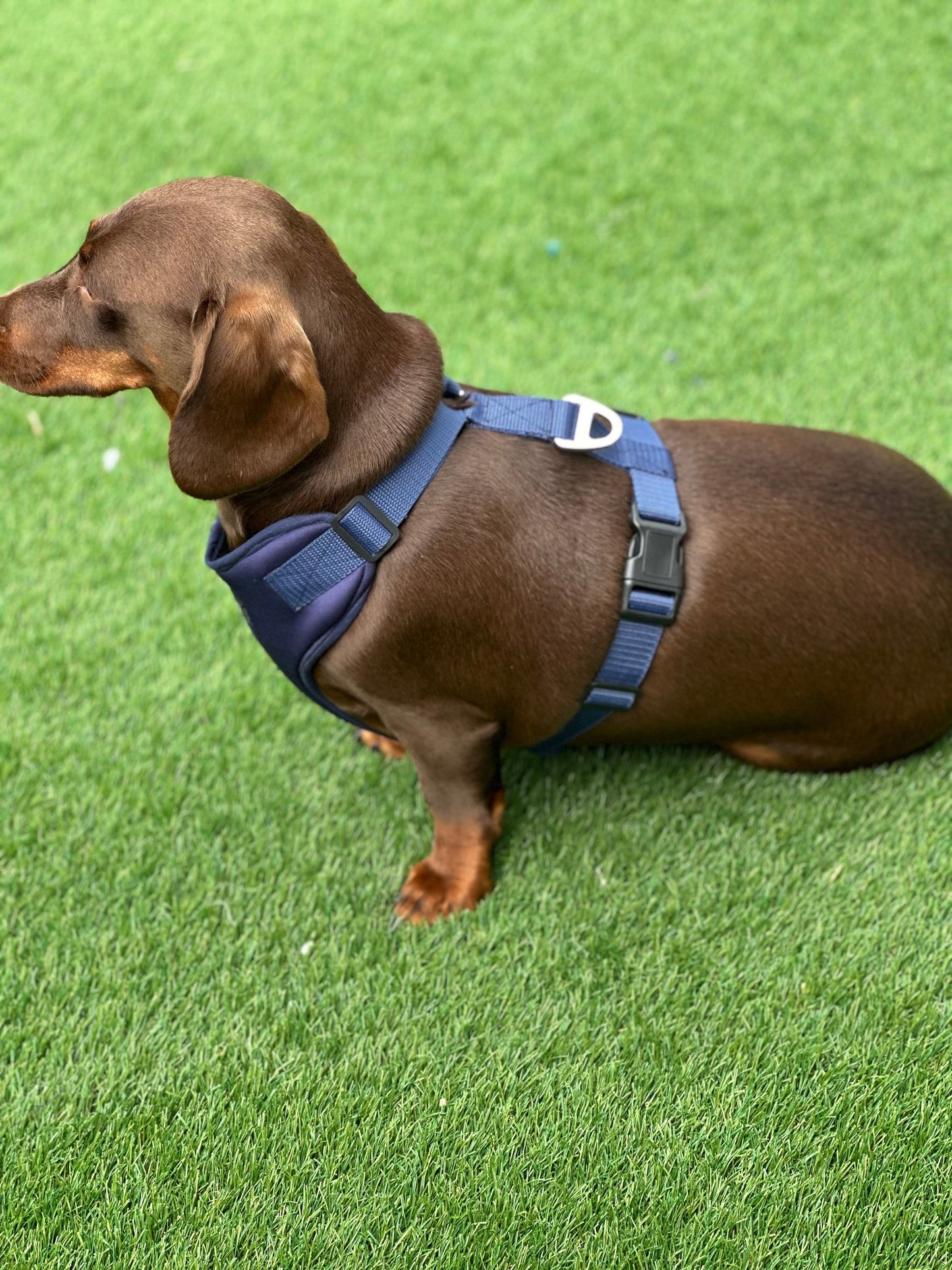 Dachshund Neoprene Dog Harness: Padded No-Choke Design