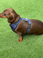 Dachshund Neoprene Dog Harness: Padded No-Choke Design