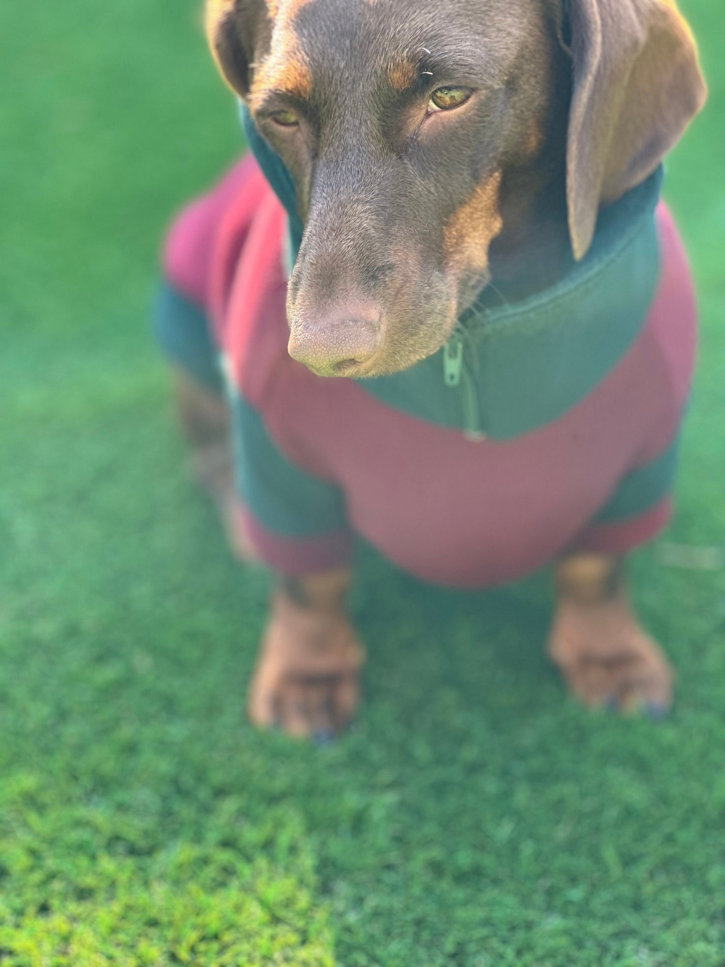 Dachshund  zipped neck  fleece ,dog jumper,dachshund legged jumper ,dachshund jumper , dachshund fleece,dachshund fleece jacket