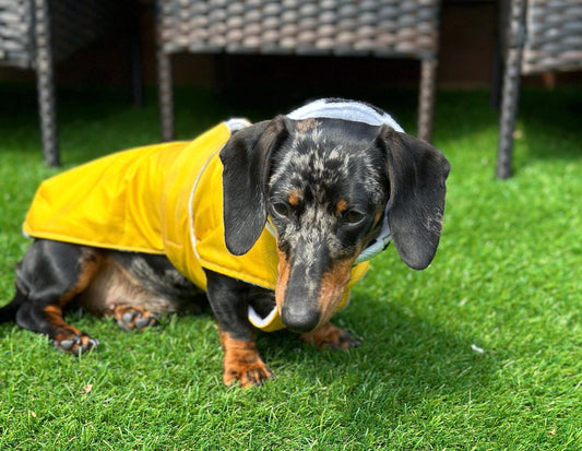 Waterproof Waxed Dachshund Coat: Fleece Lined Winter Dog Coat
