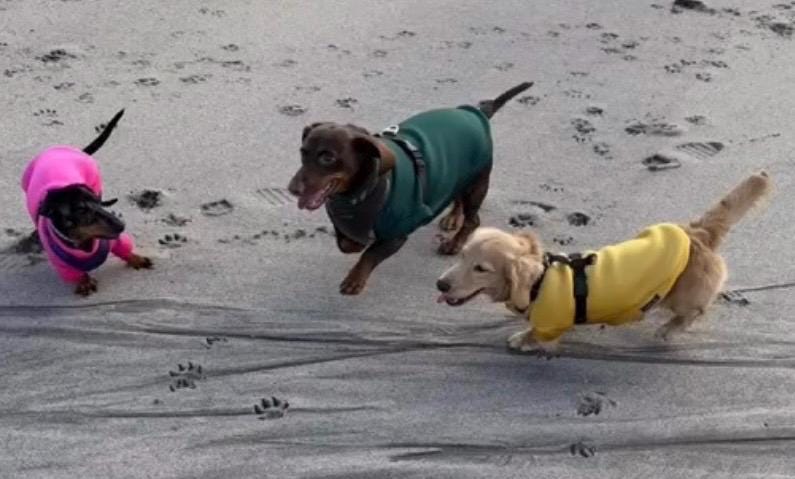 Dachshund neoprene jumper with water resistant belly panel