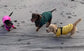 Dachshund neoprene jumper with water resistant belly panel