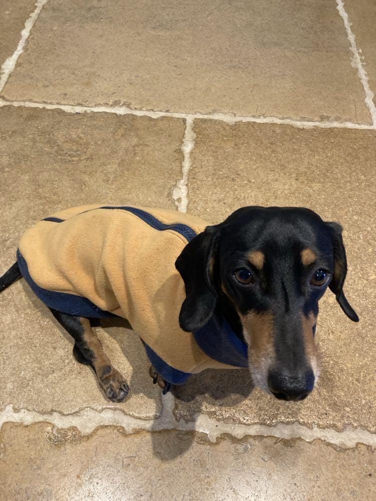 Dachshund zipped Fleece jumper ,dachshund  tankies, dog jumper, dog fleece ,washable dog jumper,ivdd jumper,dachshund fleece