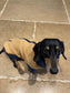 Dachshund zipped Fleece jumper ,dachshund  tankies, dog jumper, dog fleece ,washable dog jumper,ivdd jumper,dachshund fleece