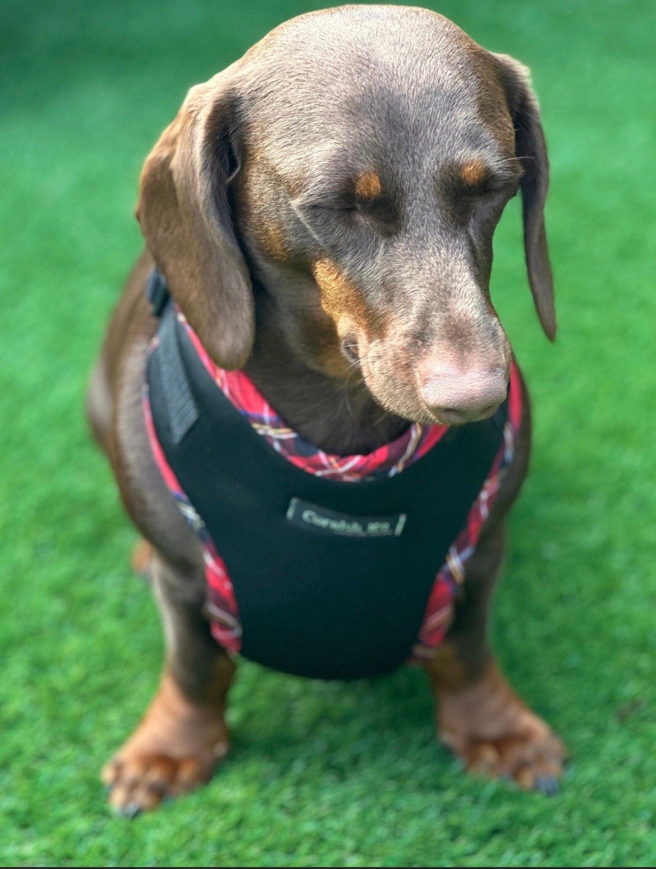 Padded Neoprene Dachshund Harness: No-Choke Waterproof Dog Harness