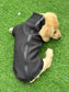 Dachshund Softshell zipped waterproof  jacket ,water repellent  jumper ,step in dog coat,  ,washable dog jacket, Mud Repellent